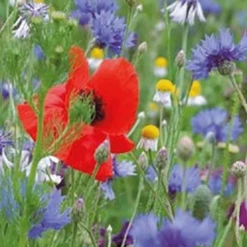 Tuin Buitenwinkel -Tuin Buitenwinkel image 167