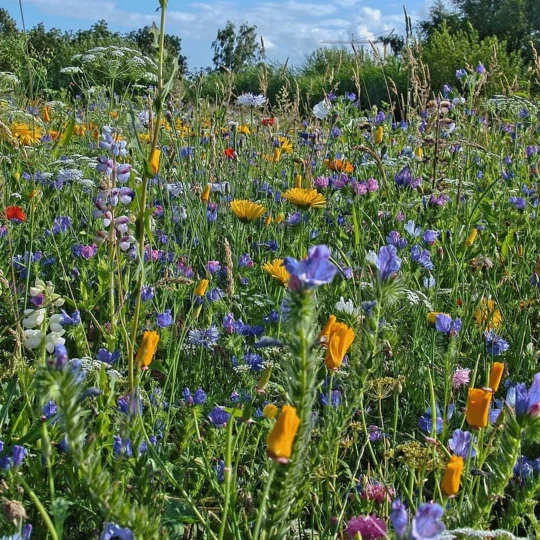 MRS Seeds & Mixtures B1 - Ruderaal Bloemenmengsel 1 MRS Seeds & Mixtures B1 - Ruderaal Bloemenmengsel