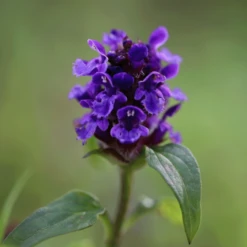 Tuin Buitenwinkel -Tuin Buitenwinkel image 182