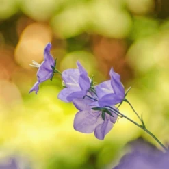 MRS Seeds & Mixtures Bosrand Bloemenmengsel Schaduw Inheems - Meerjarig -Tuin Buitenwinkel image 184