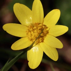 MRS Seeds & Mixtures Bosrand Bloemenmengsel Schaduw Inheems - Meerjarig -Tuin Buitenwinkel image 186