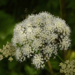 MRS Seeds & Mixtures Bosrand Bloemenmengsel Schaduw Inheems - Meerjarig -Tuin Buitenwinkel image 187