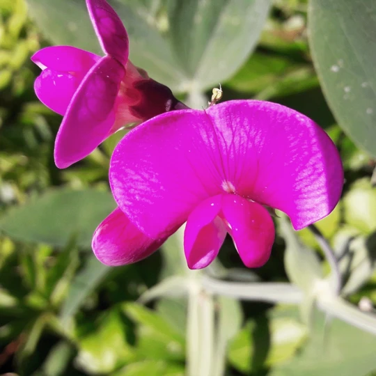 MRS Seeds & Mixtures Biologisch Lieveheersbeestjes Bloemenmengsel 4 MRS Seeds & Mixtures Biologisch Lieveheersbeestjes Bloemenmengsel - Afbeelding 4