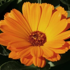 MRS Seeds & Mixtures Biologisch Lieveheersbeestjes Bloemenmengsel 11 MRS Seeds & Mixtures Biologisch Lieveheersbeestjes Bloemenmengsel -Tuin Buitenwinkel image 205