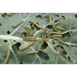 ECOstyle Aaltjes Tegen Rupsen 5 ECOstyle Aaltjes Tegen Rupsen -Tuin Buitenwinkel image 227