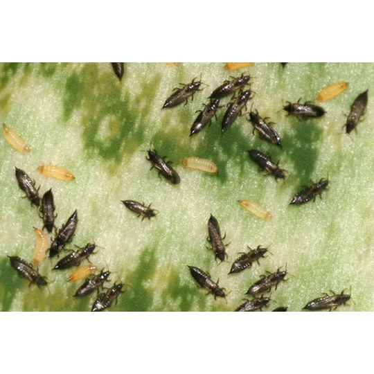 ECOstyle Aaltjes Tegen Trips 2 ECOstyle Aaltjes Tegen Trips - Afbeelding 2