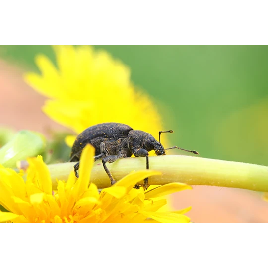 ECOstyle Aaltjes Val Tegen Taxuskever 2 ECOstyle Aaltjes Val Tegen Taxuskever - Afbeelding 2