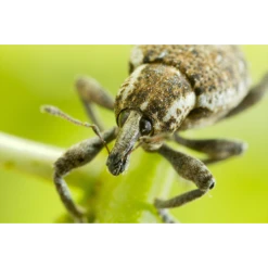 ECOstyle Aaltjes Val Tegen Taxuskever 5 ECOstyle Aaltjes Val Tegen Taxuskever -Tuin Buitenwinkel image 243