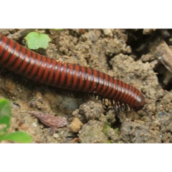 ECOstyle Aaltjes Tegen Miljoenpoten -Tuin Buitenwinkel image 245