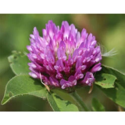 Barenbrug Bar Elegance - 15kg