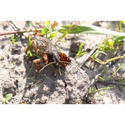 ECOstyle Aaltjes Tegen Veenmollen 5 ECOstyle Aaltjes Tegen Veenmollen -Tuin Buitenwinkel image 254