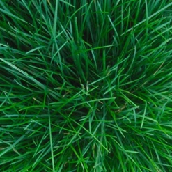 Pokon Mos Weg! -Tuin Buitenwinkel image 84