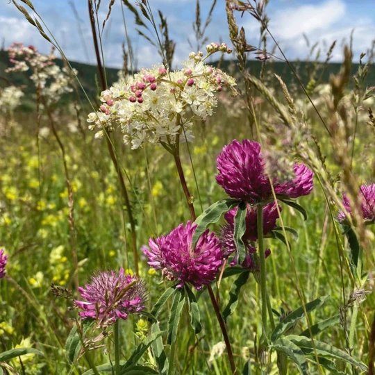 MRS Seeds & Mixtures BW1 - Inheems Beweidingsmengsel 1 MRS Seeds & Mixtures BW1 - Inheems Beweidingsmengsel