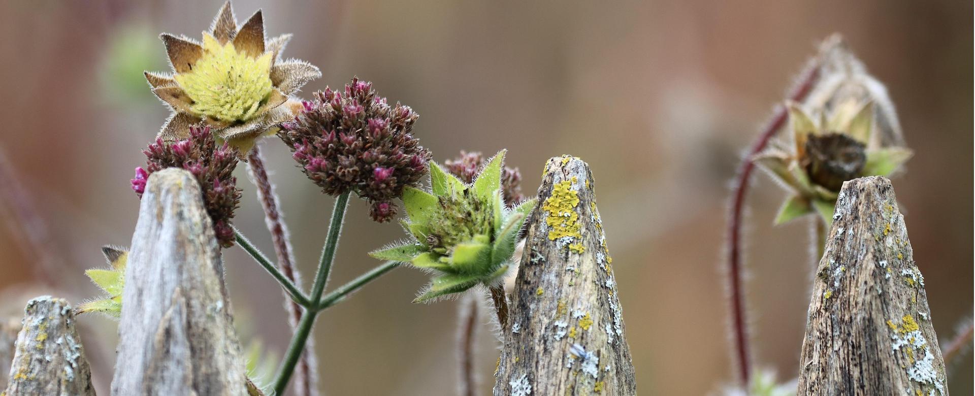 Tuin Buitenwinkel -Tuin Buitenwinkel fence 7541429 1920